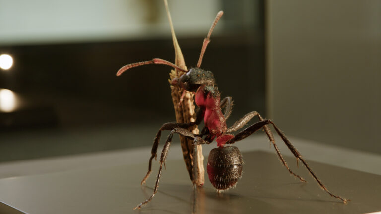 projektbild_insekten